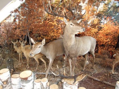 DSCF3569_800x600.jpg