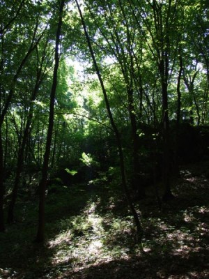 DSCF4886.JPG